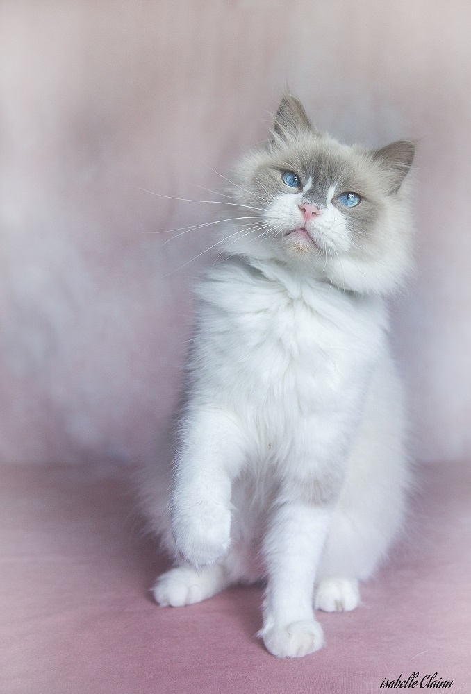 tino ragdoll1 fp.jpg