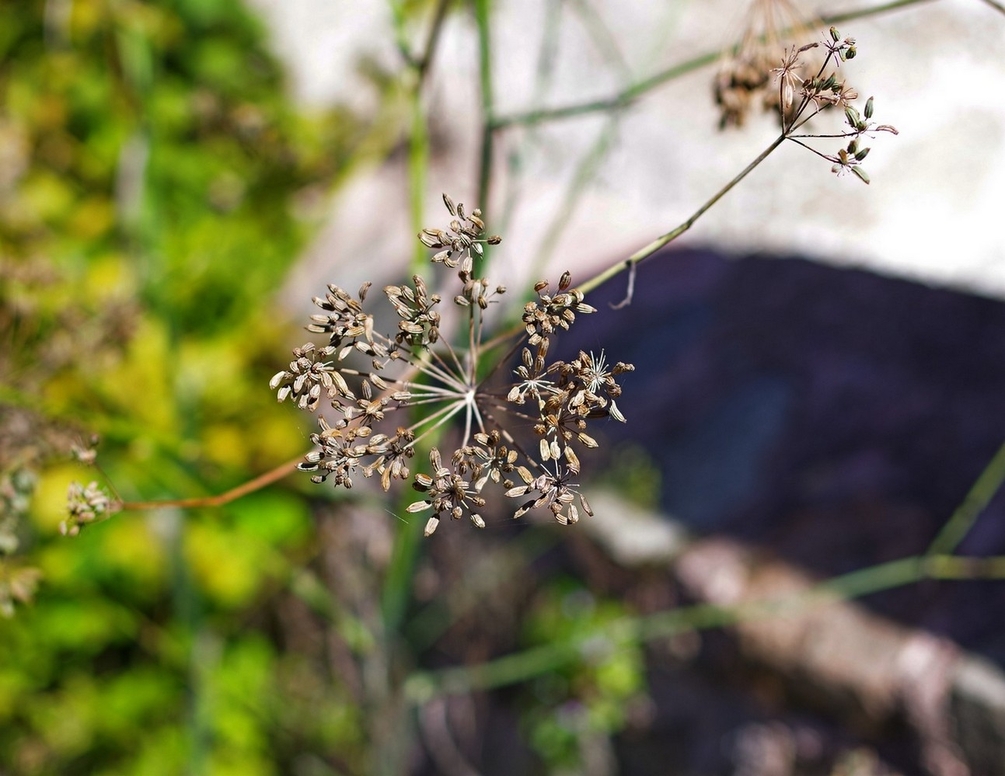 02 octobre 2025 Saint Brisson Maison du Parc (40T).jpg