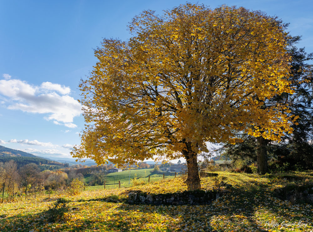 2023_11_22_001_Automne.jpg