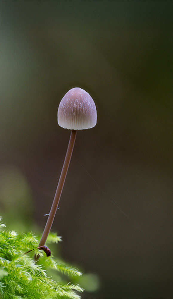 2025-09-2818-40-55(BRadius7Smoothing6).jpg.f9505671fc8281d1c4288fd026f5c8c2 copie.jpg