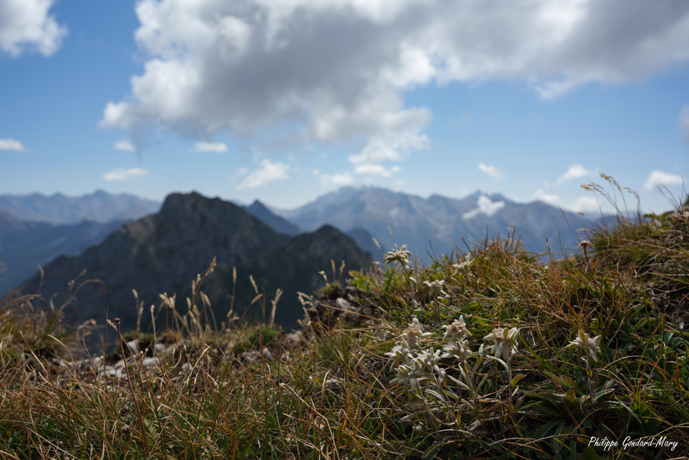 2025_09_05_024_Furfande_Le_Pic_Edelweiss.jpg