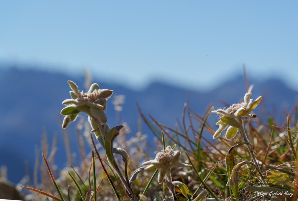2025_09_20_004_Edelweiss.jpg