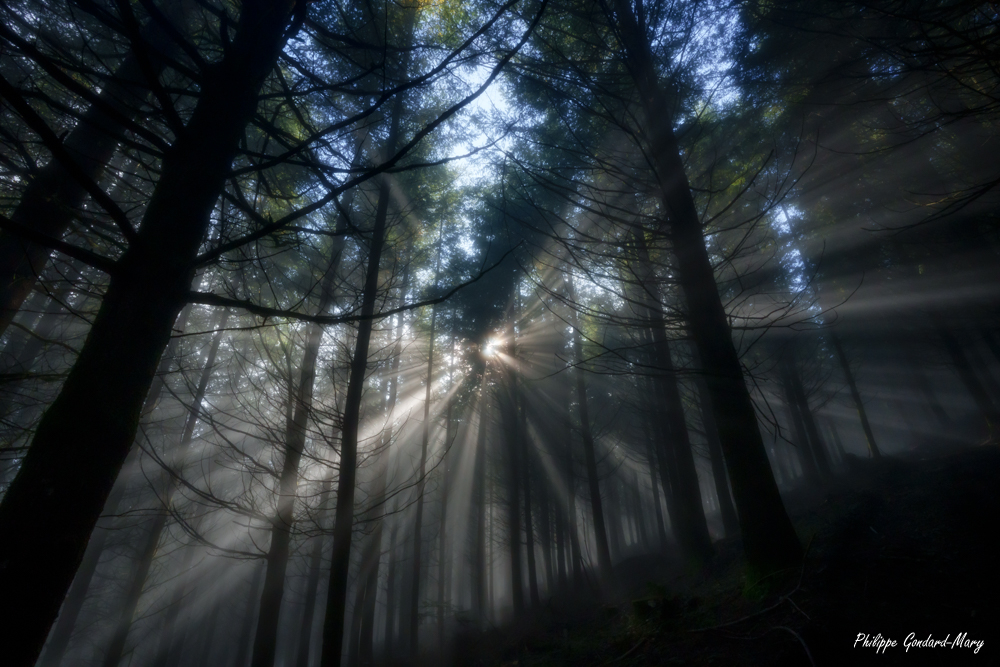 2025_10_12_001_ForetSoleiEtBrume.jpg