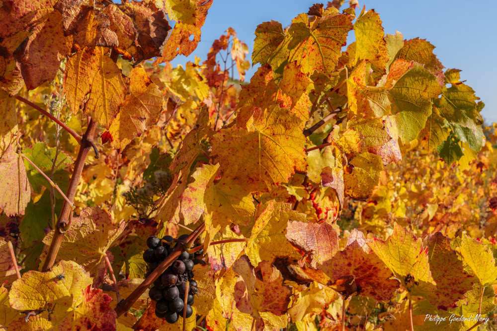 2025_10_18_001_AutomneVigne.jpg