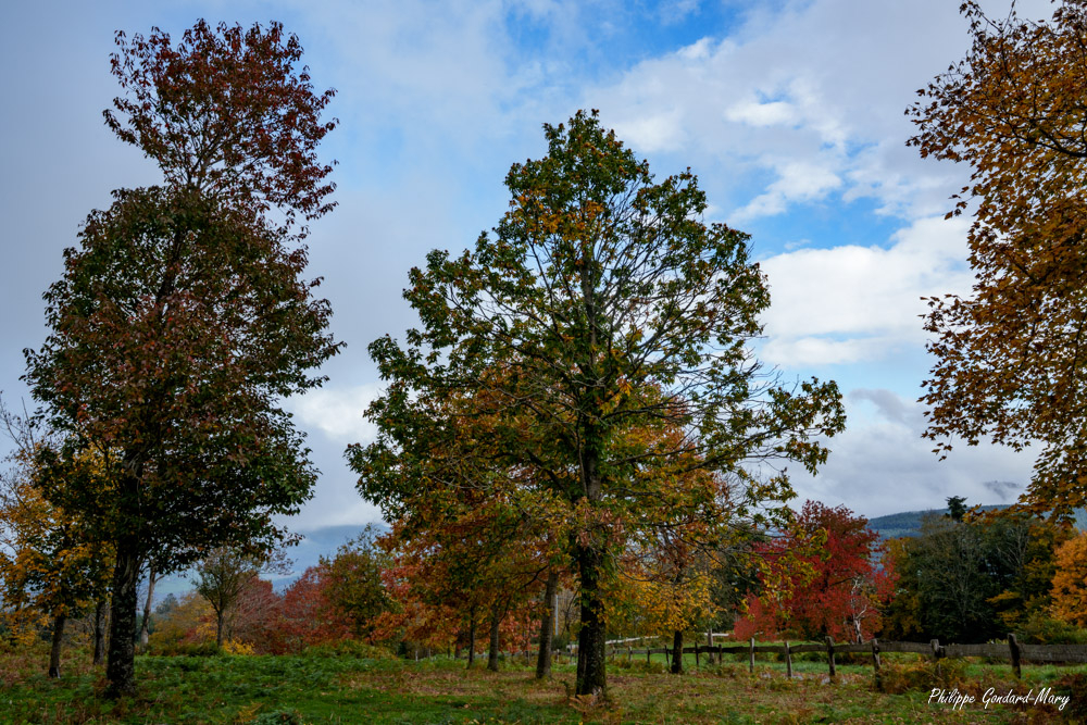2025_10_20_004_ChéneletteAutomne.jpg
