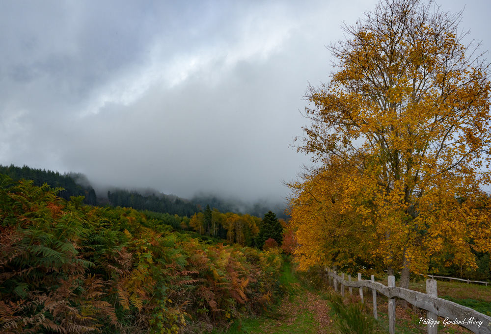 2025_10_20_005_ChéneletteAutomne.jpg