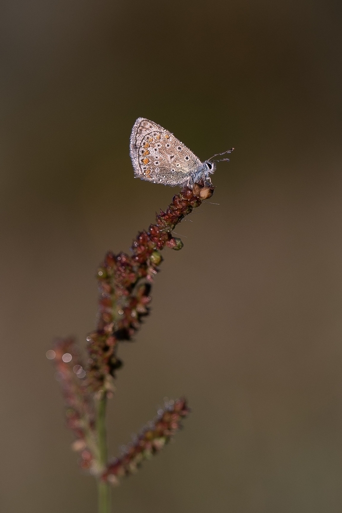 2G6A6656.jpg