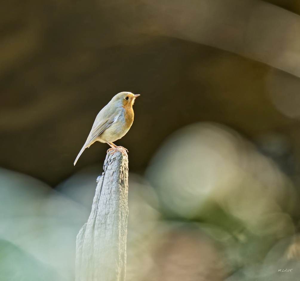 DSC_1084.JPEG