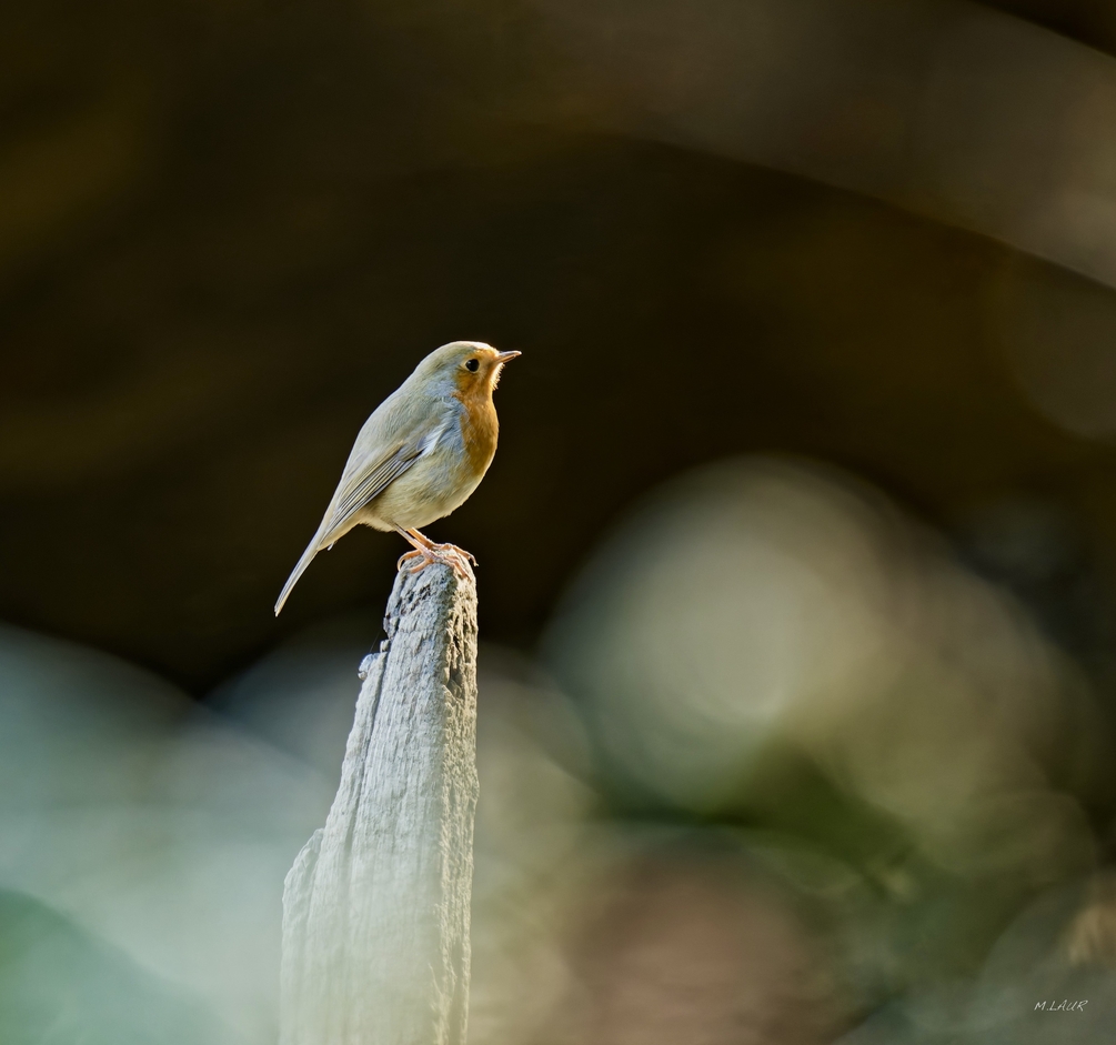 DSC_1084 2.JPEG