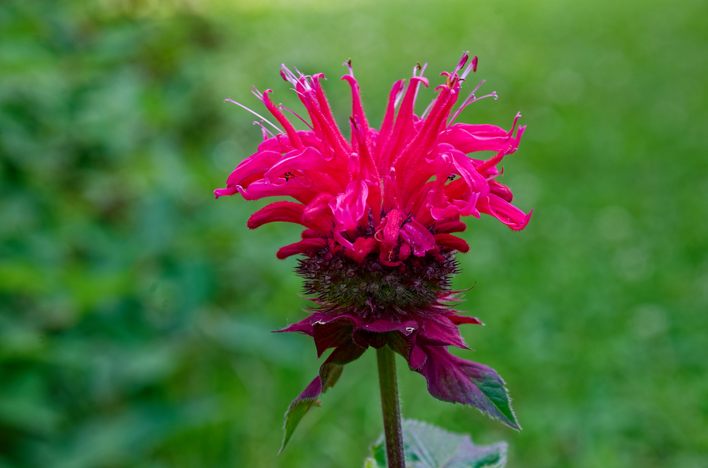 DSC_9988_DxO essaie 3b.jpg