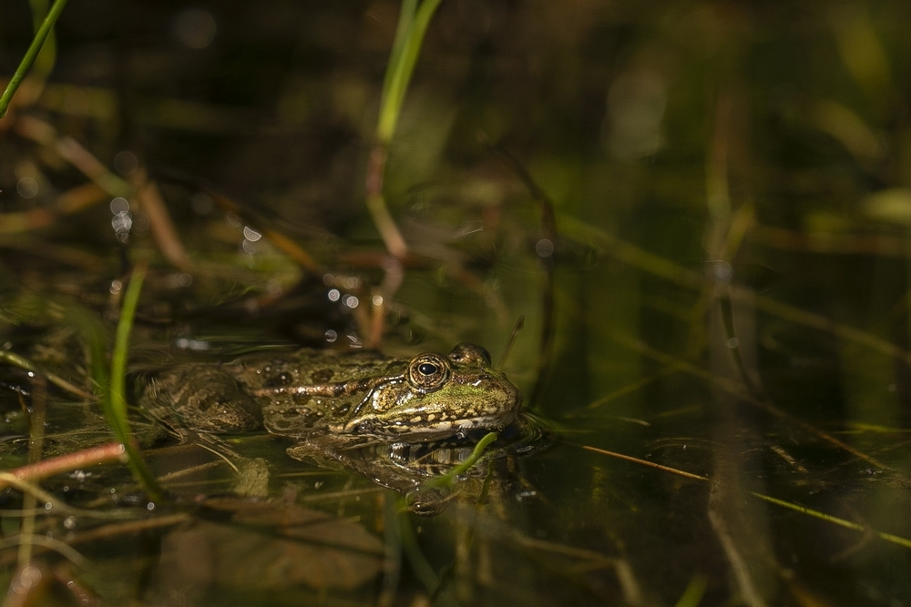 Grenouille.jpg