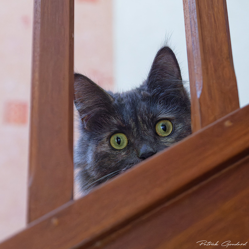 IMG_2726_DxO_forum.jpg