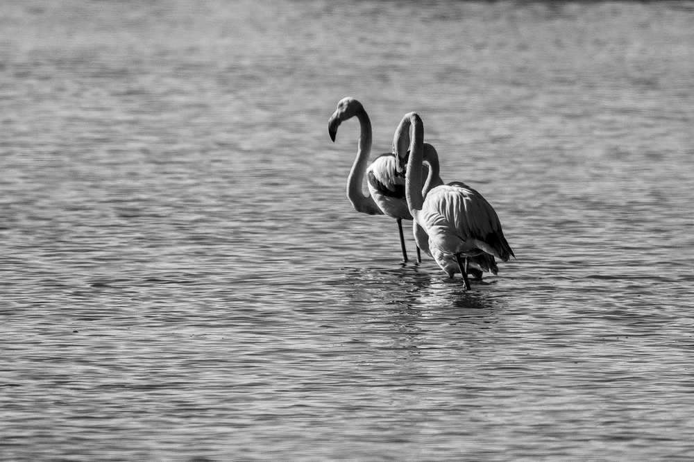 Oiseaux salins 2023-10-1_01.jpg