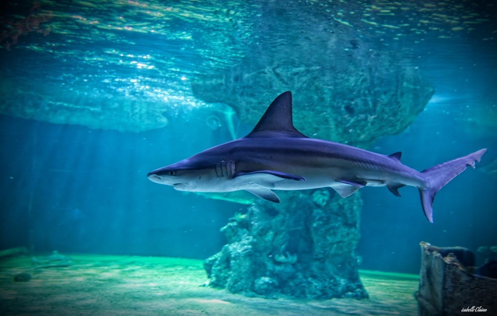 requin ra1 fp.jpg
