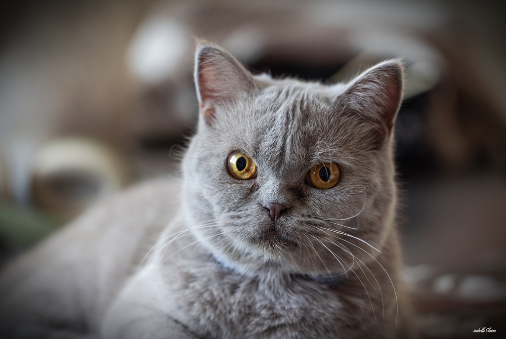 yeux yoshi fp.jpg