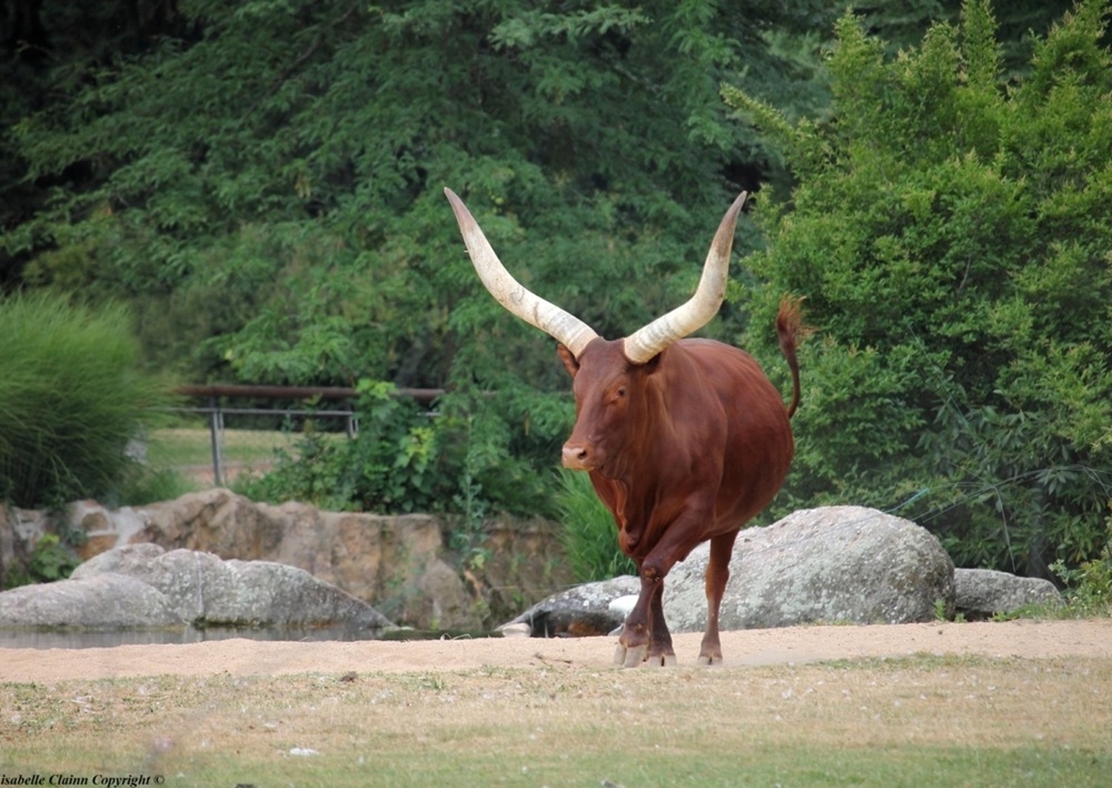 zebu.jpg