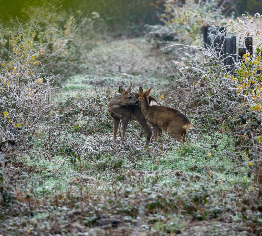 2025 Bois de Lorgies.jpg