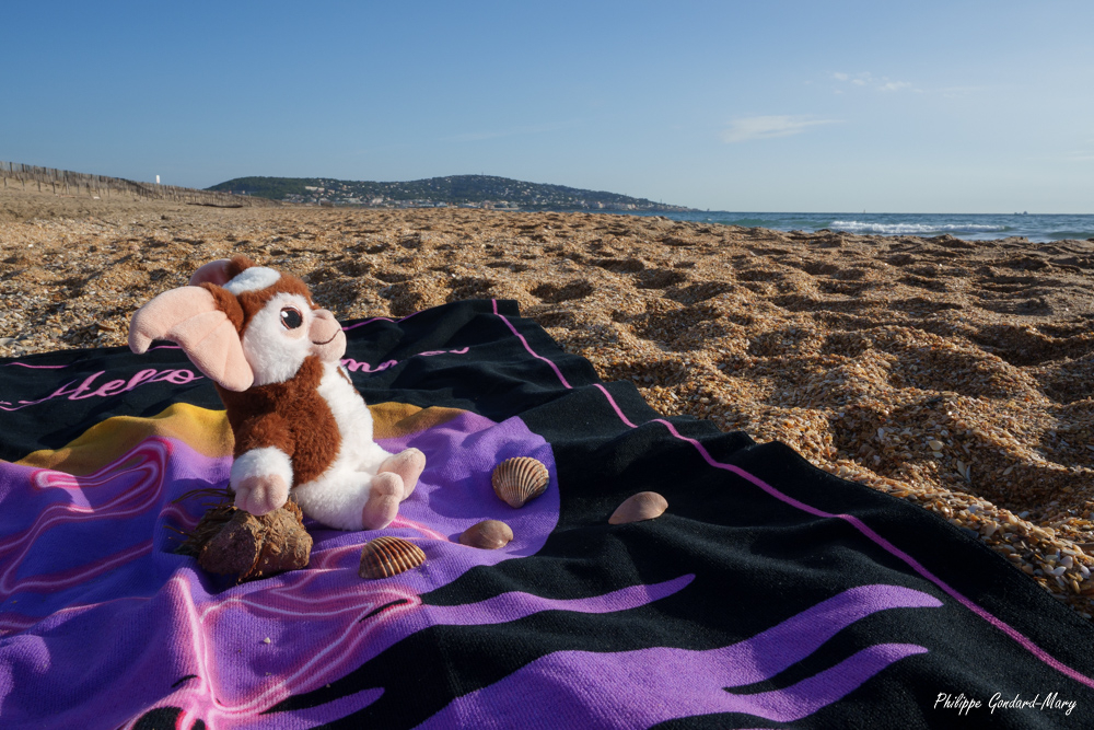 2025_11_04_006_Gizmo_à_la_plage.jpg