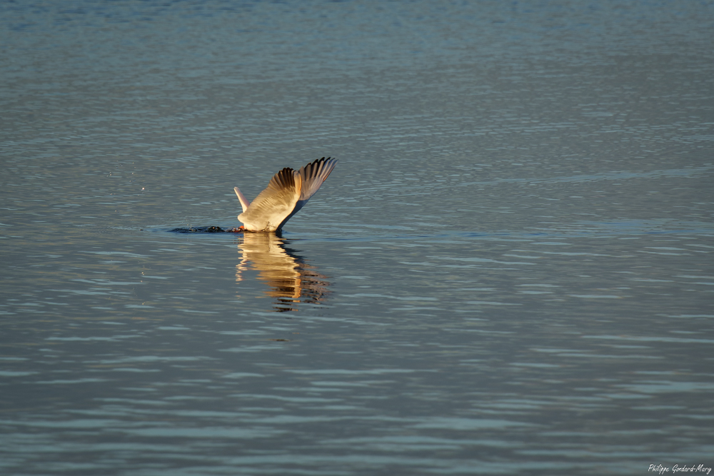 2025_11_05_008_EtangVaccarès_Goeland.jpg