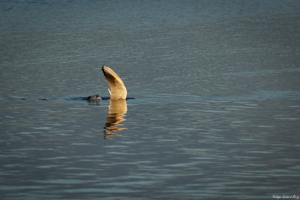 2025_11_05_009_EtangVaccarès_Goeland.jpg