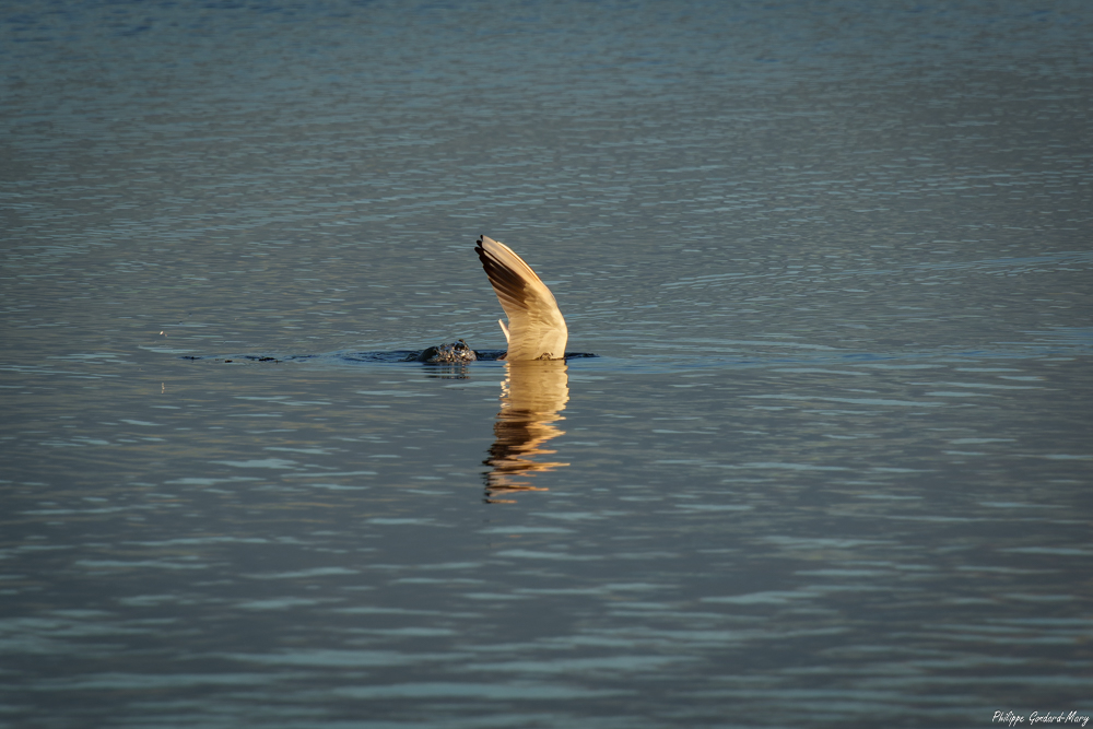 2025_11_05_009_EtangVaccarès_Goeland.jpg