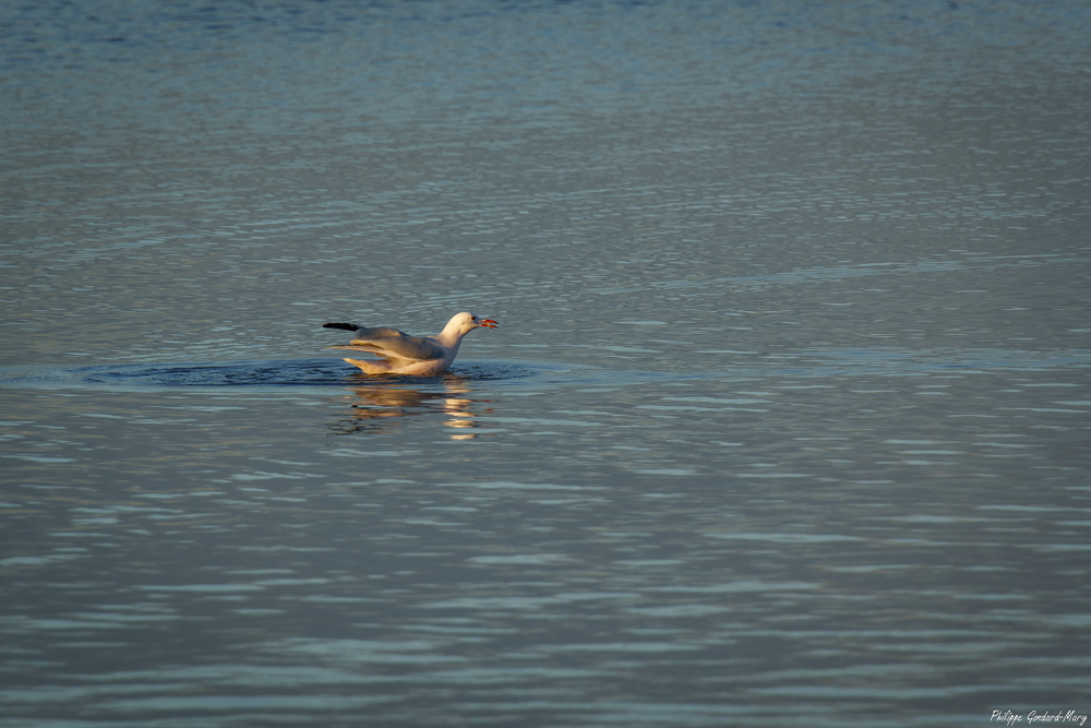 2025_11_05_010_EtangVaccarès_Goeland.jpg