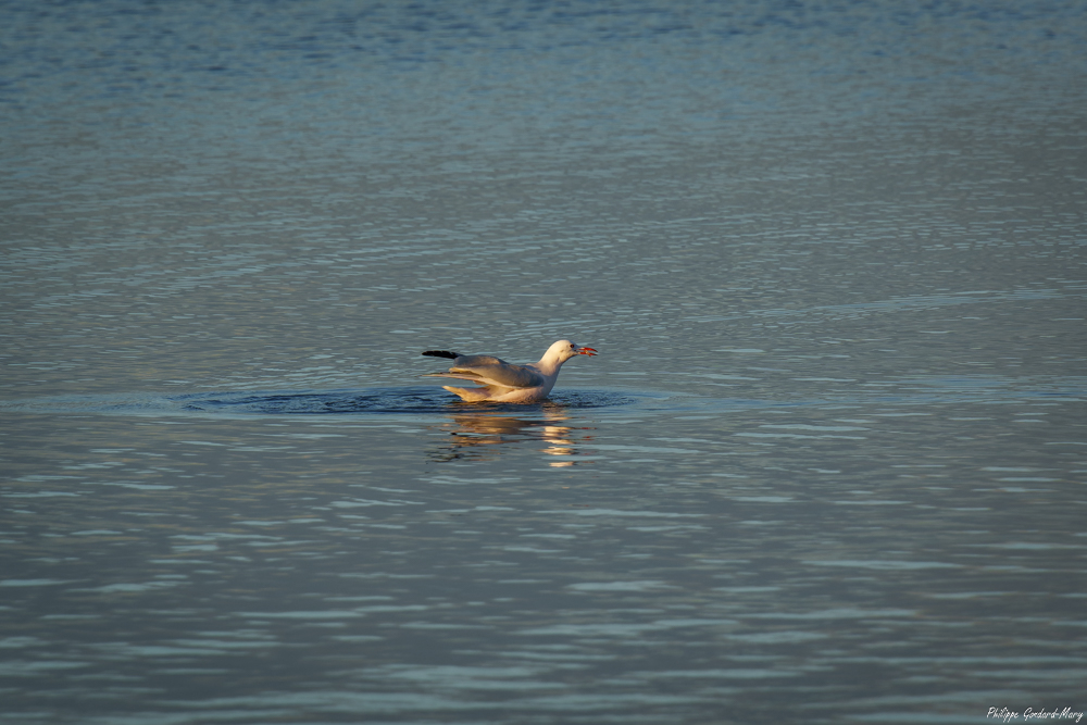 2025_11_05_010_EtangVaccarès_Goeland.jpg