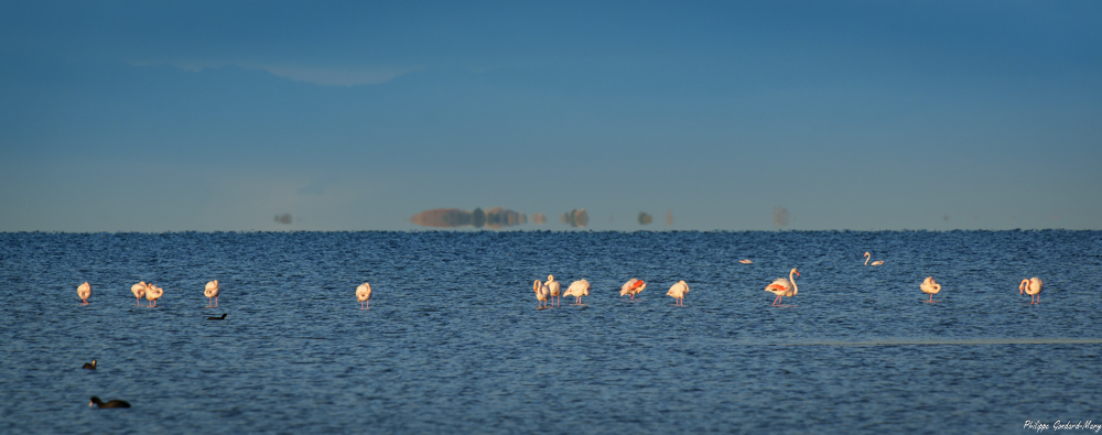 2025_11_05_016_EtangVaccarès_FlamandRose_Mirage.jpg