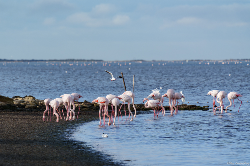 2025_11_05_031_EtangVaccarès_FlamandRose.jpg