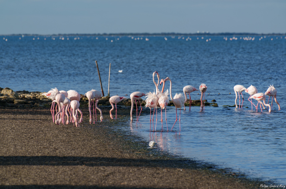 2025_11_05_032_EtangVaccarès_FlamandRose.jpg