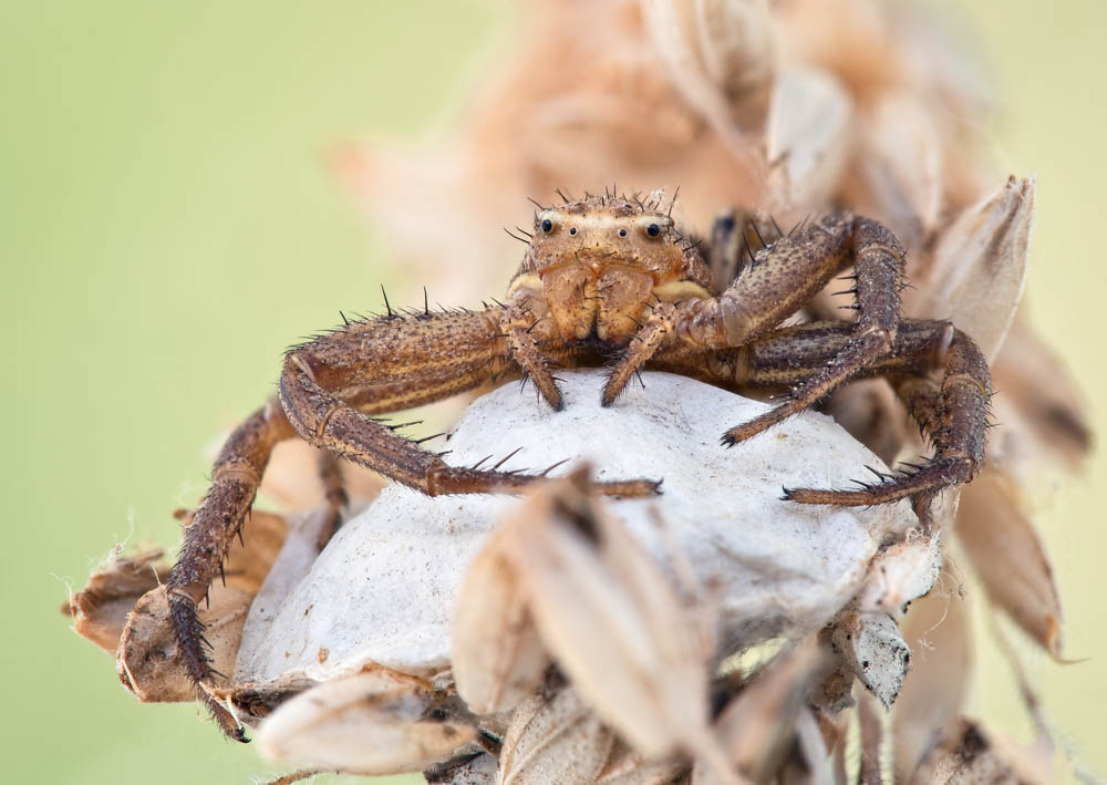 Crabe-spyder.jpg