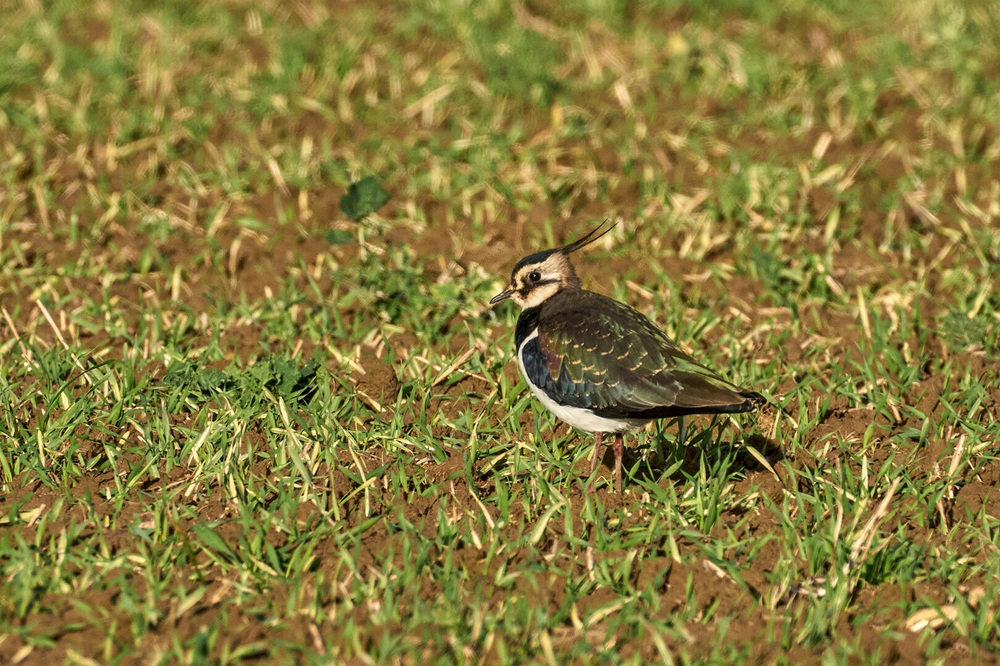 DSC05477_01.jpg