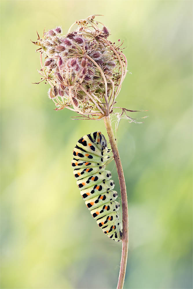 Machaon avant.jpg