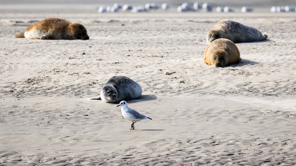 Phoques baie de Somme 2022 Lionel-24_01.jpg