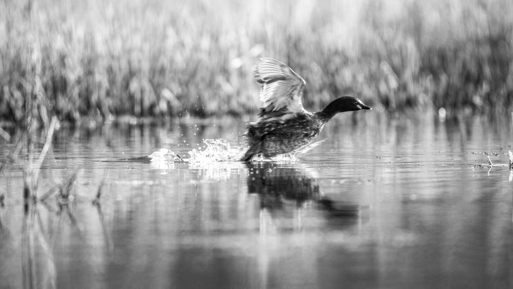 _MG_6848.jpg