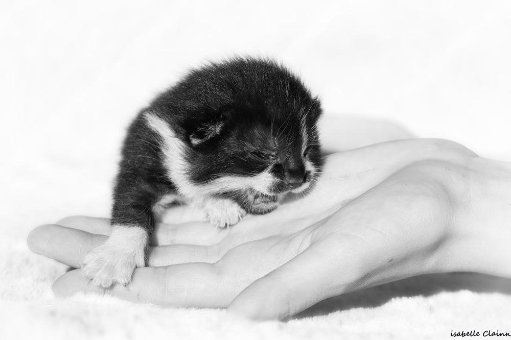 chaton main fp.jpg
