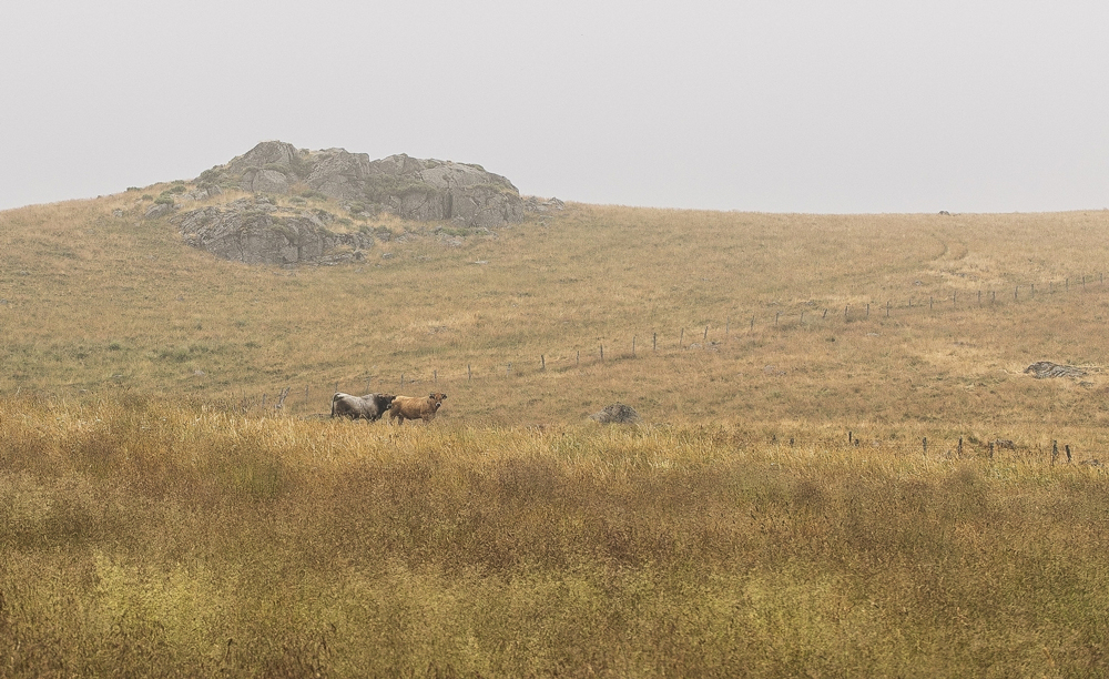 large.Aubrac2-2.jpg