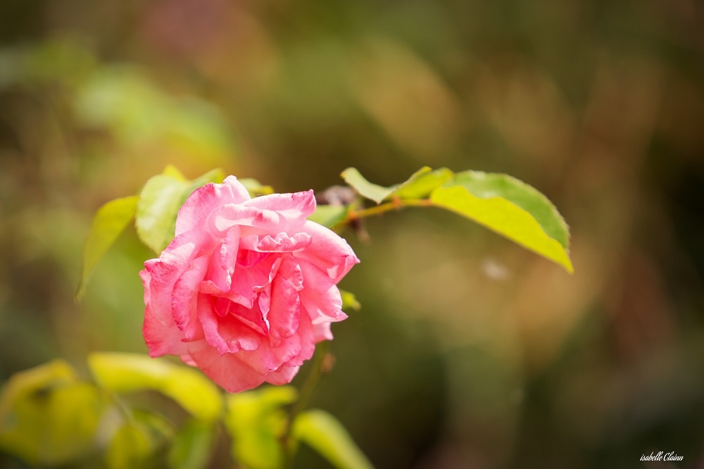 meung sur loire 2 fp.jpg