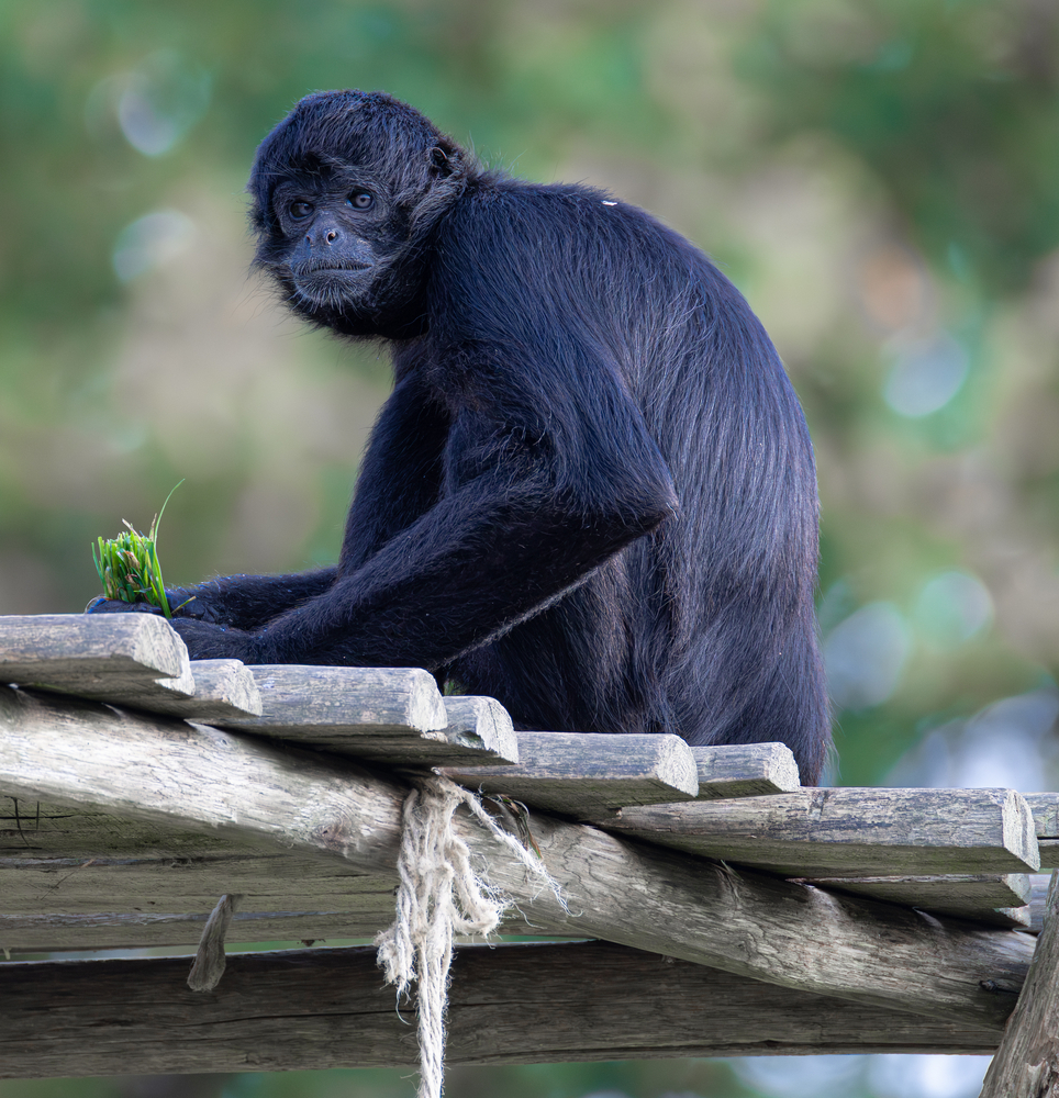 Atèle noir de Colombie_1.jpg