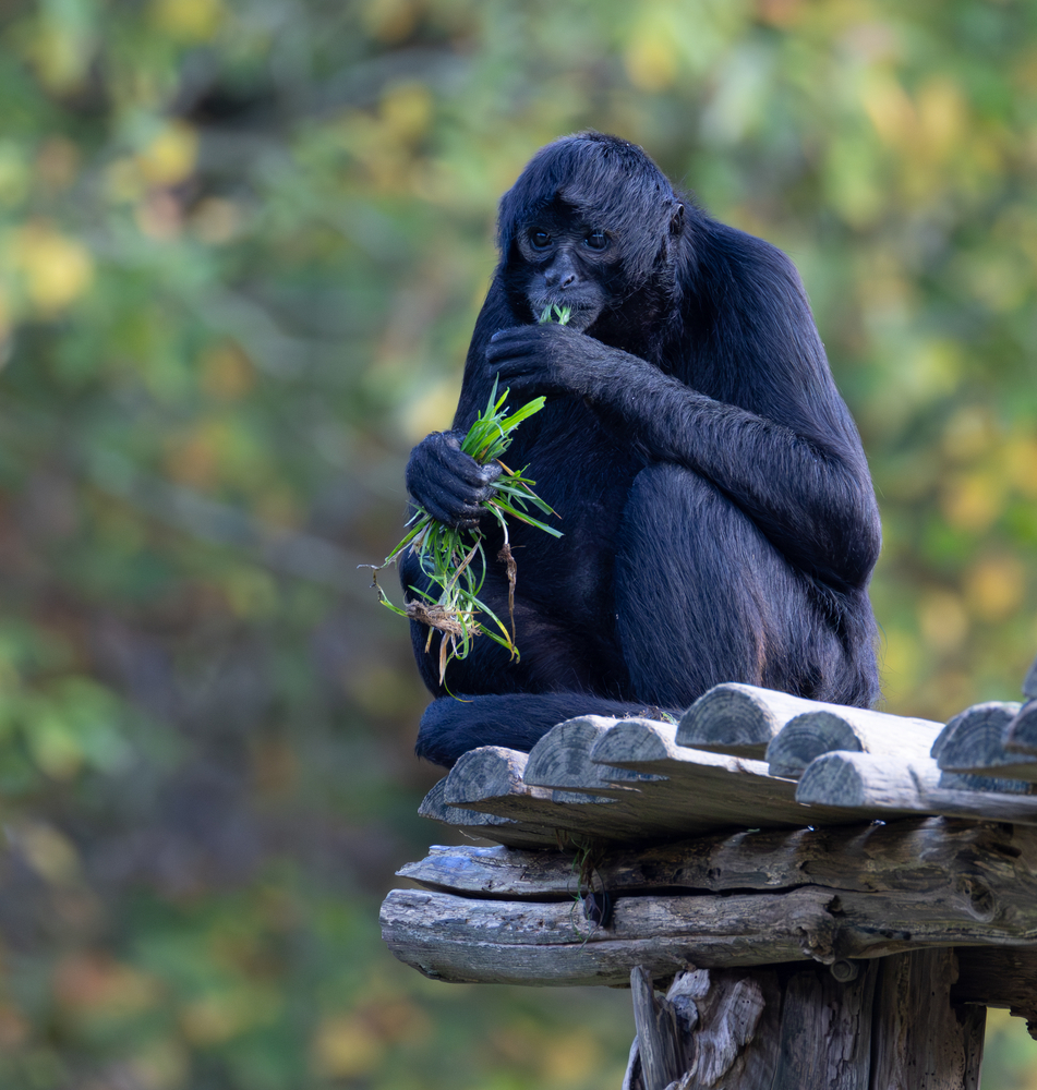 Atèle noir de Colombie_2.jpg