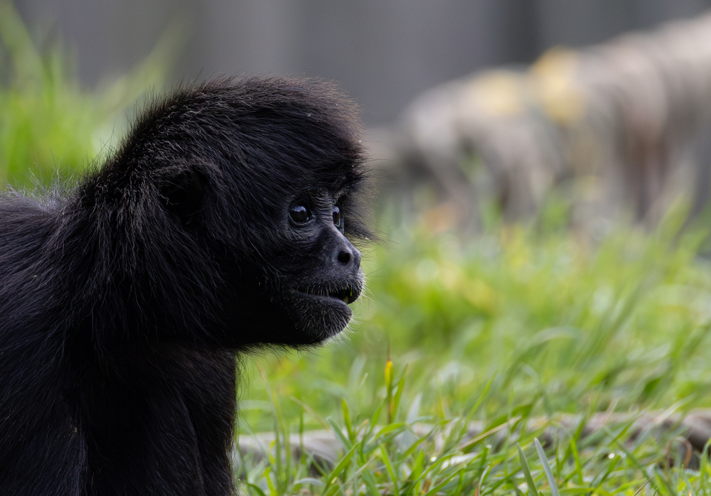Atèle noir de Colombie_3.jpg