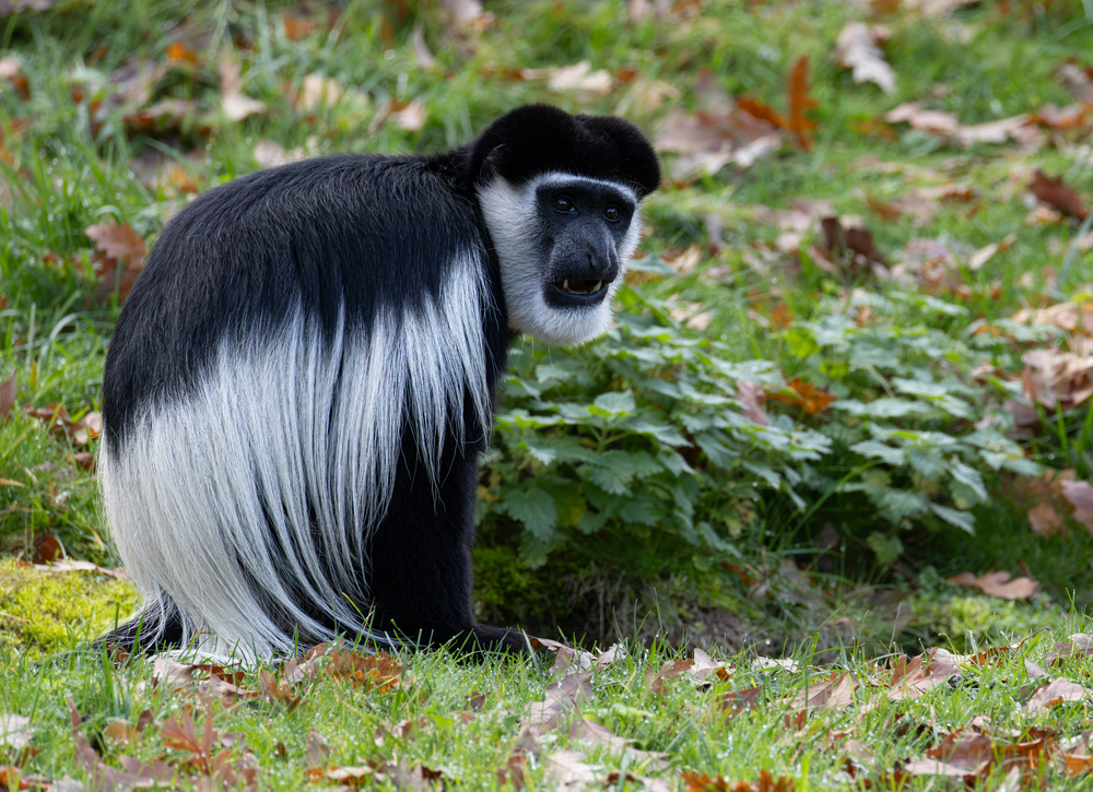 Colobus_1.jpg