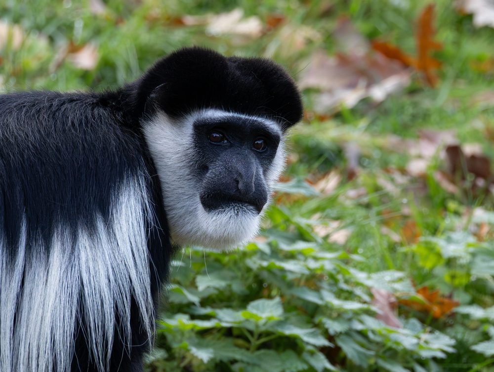 Colobus_2.jpg