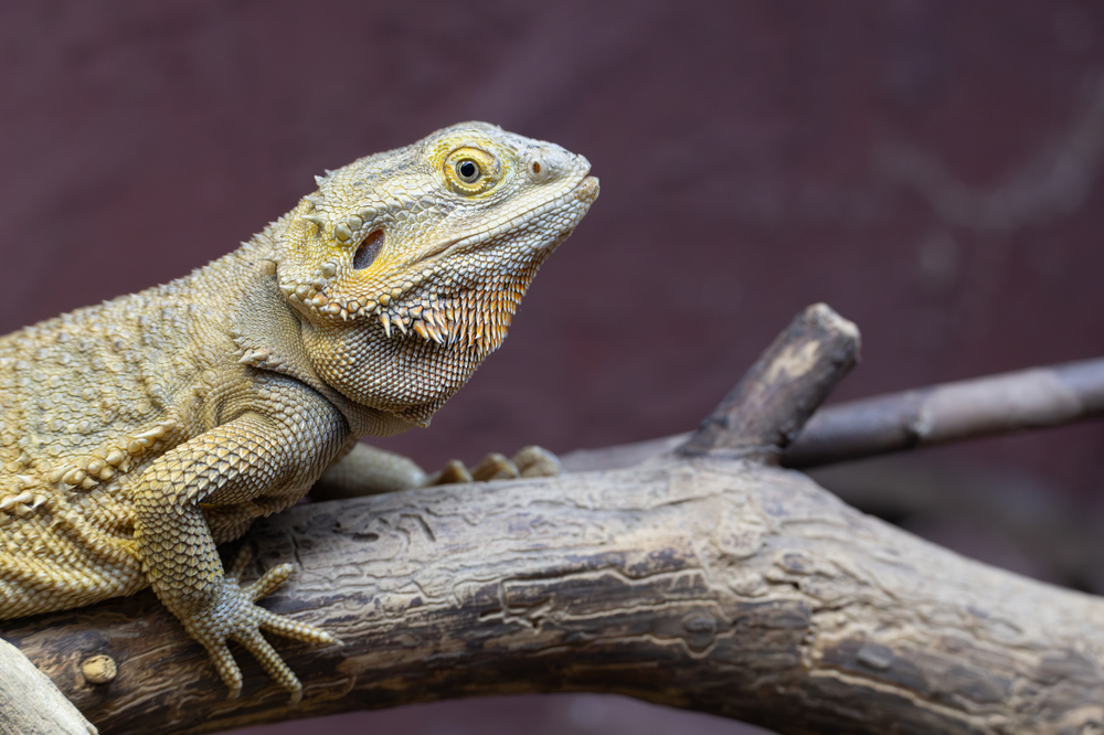 Dragon à barbe_1.jpg