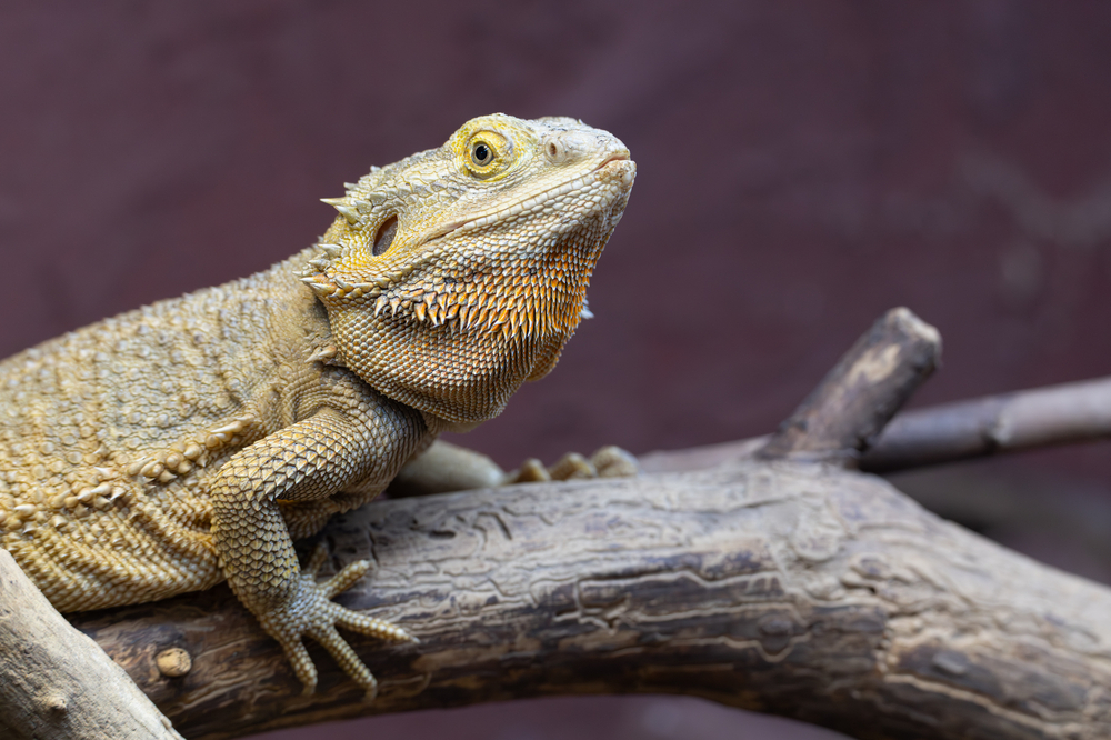 Dragon à barbe_2.jpg