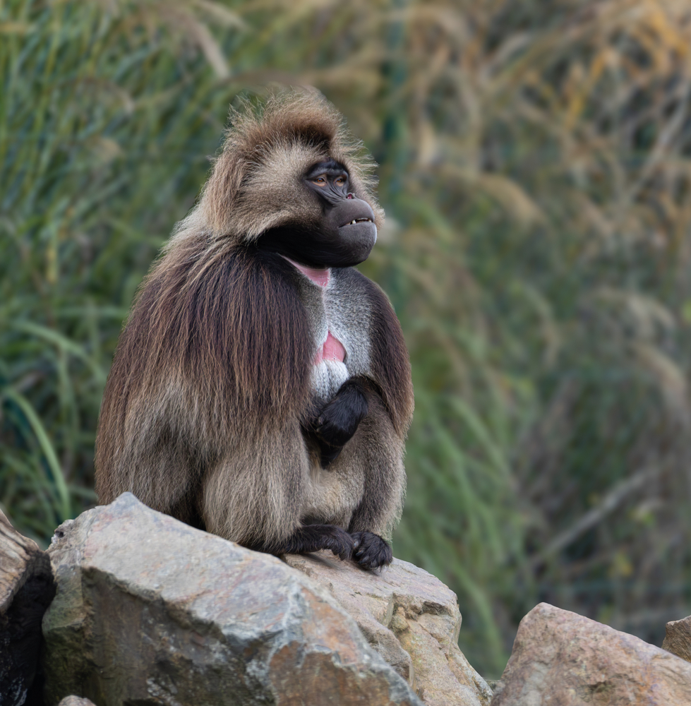 Gélada_2.jpg