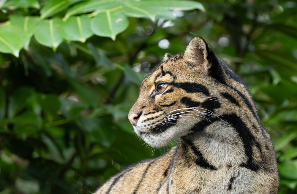 Panthère nébuleuse_1.jpg