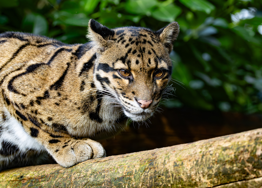 Panthère nébuleuse_2.jpg