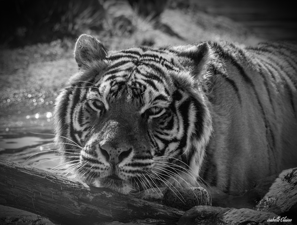 tanière isabella 1 (1).jpg