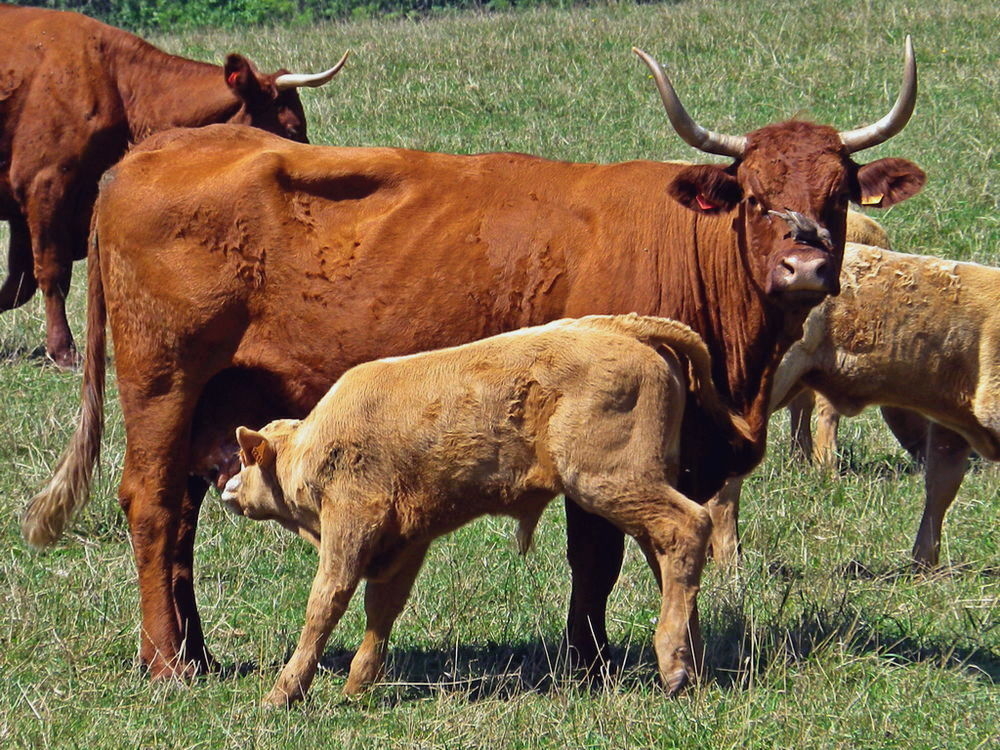 15 juillet 2022 RE SCRAM 411 balade (4).JPG